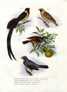 Paradise Whydah by German School