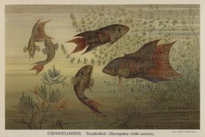 Paradise Fish