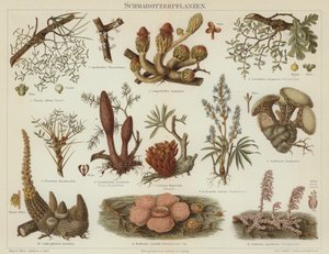 Parasitic plants by German School