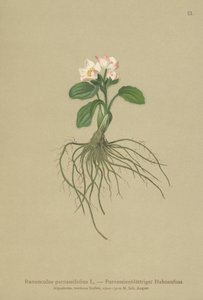 Parnassia-leaved Crowfoot (Ranunculus parnassifolius) by German School