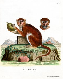 Patas Monkey
