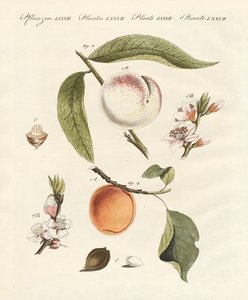 Peaches and apricots