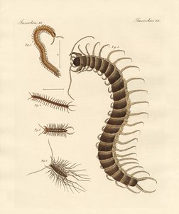Peculiar Insects