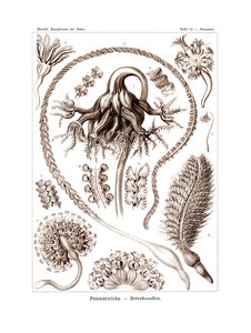 Pennatulida by German School