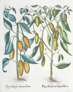 Peppers, from the Hortus Eystettensis by Basil Besler, pub. 1613