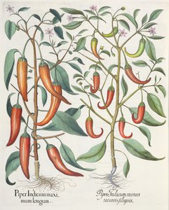 Peppers, from the Hortus Eystettensis by Basil Besler, pub. 1613