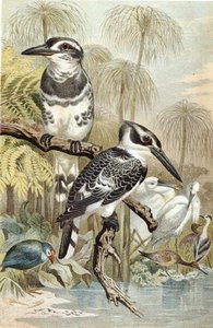 Pied Kingfisher, plate from 