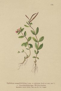 Pimpernel Willowherb
