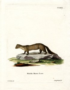 Pine Marten by German School