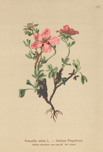 Pink Cinquefoil