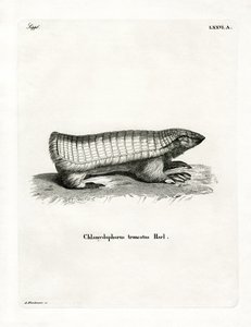 Pink Fairy Armadillo