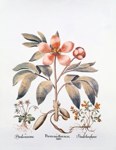 Pink Peony by German School