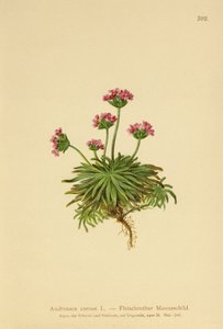 Pink Rock Jasmine