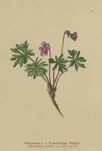 Pinnate Violet