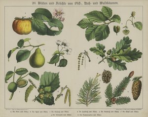 Plants by German School