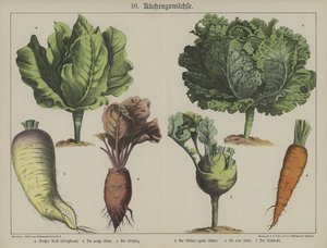 Plants by German School