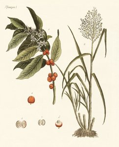 Plants from Hot Countries by German School