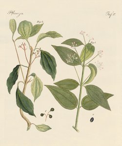 Plants from hot countries