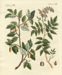 Plants from hot countries