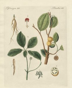 Plants from Hot Countries