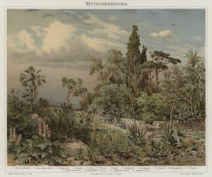 Plants of the Mediterranean
