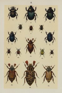 Plate from The Young Beetle-Collector