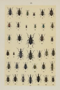 Plate from The Young Beetle-Collector