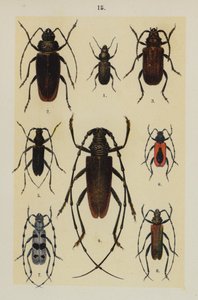 Plate from The Young Beetle-Collector