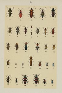Plate from The Young Beetle-Collector
