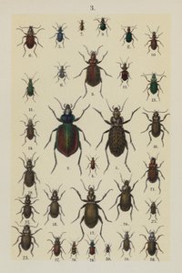 Plate from The Young Beetle-Collector