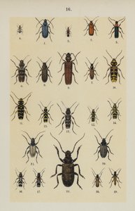 Plate from The Young Beetle-Collector
