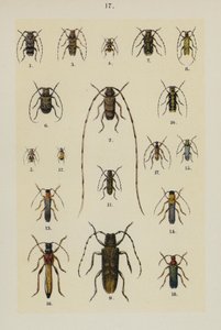 Plate from The Young Beetle-Collector