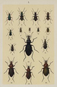 Plate from The Young Beetle-Collector