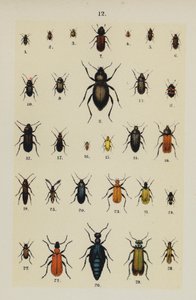 Plate from The Young Beetle-Collector