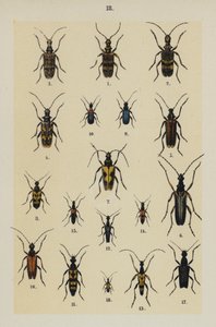 Plate from The Young Beetle-Collector