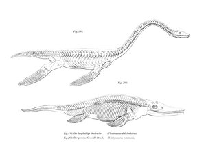 Plesiosaur