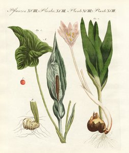 Poisonous German Plants