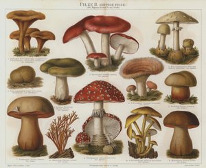 Poisonous fungi by German School