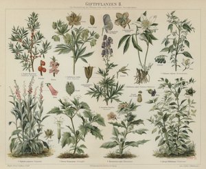 Poisonous plants by German School