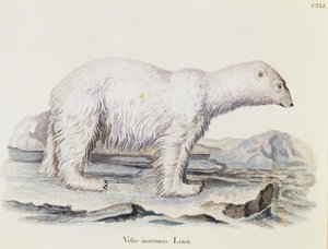 Polar bear (Ursus maritimus), from Mammals illustrated from Nature with descriptions, by Johann Christian Daniel von Schreber, engraving by IC Bock after drawing by Marechal, volume 3, table 141, Germany