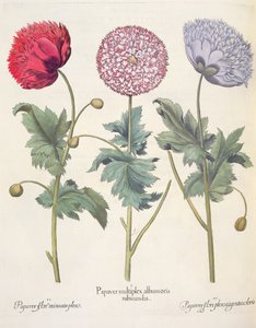 Poppies, from the Hortus Eystettensis by Basil Besler, pub. 1613