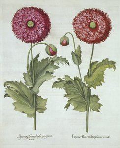 Poppies, from Hortus Eystettensis by German School