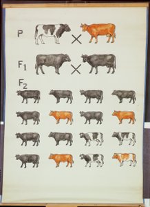 Poster demonstrating Mendel