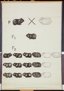 Poster demonstrating Mendel