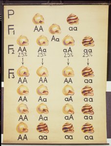 Poster of Cepea Snails by German School