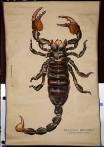 Poster of a Pandinus imperator
