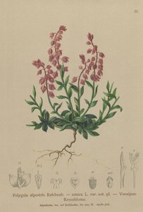 Prealpine Milkwort by German School