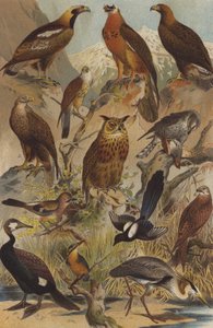 Predatory Birds by German School