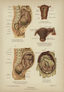 Pregnancy