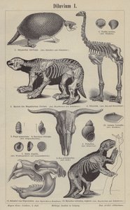 Prehistoric animals by German School